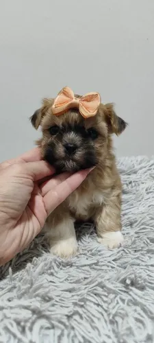 Shitzu filhotes machos e fêmeas disponíveis cachorro 
