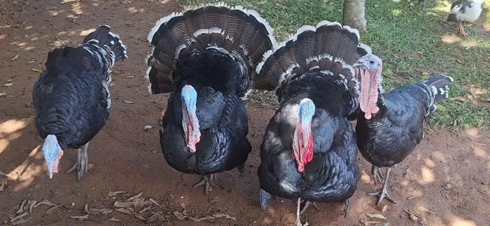 Peru gigante e perua