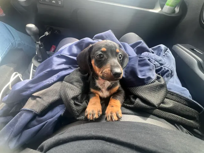 Dachshund