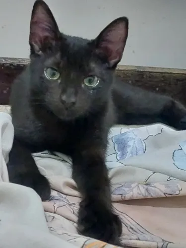 Gatinha muito dócil está a procura de um lar 