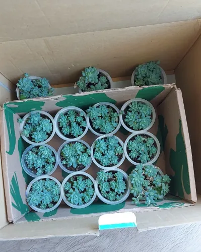 Kit 8 Plantas Suculentas - Mini Vasos
