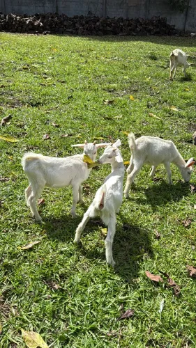 Cabritas de raça leiteira