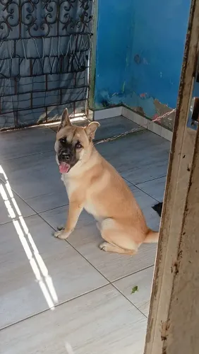 Doação de cachorro ?