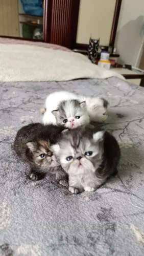 Gato persa filhotes