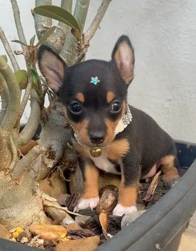 Filhote de Pinscher N1°Fêmea