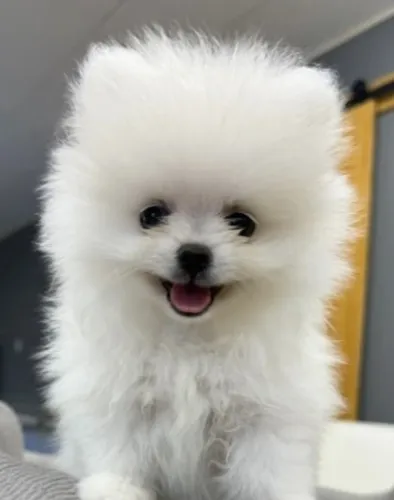 Cachorro Lulu da Pomerania companheiro ideal para namorados e apaixonados.