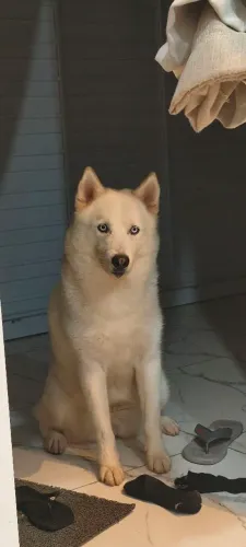 Cachorra fêmea husky siberiano, procura namorado