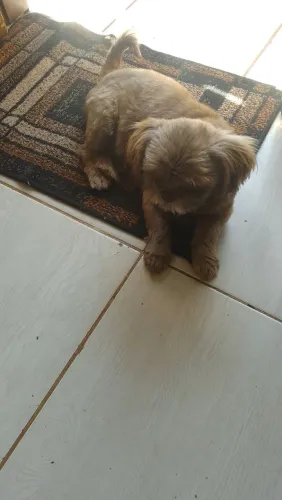 Shitzu fêmea 4 anos