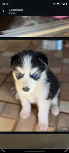 Huski siberiano fêmea e macho