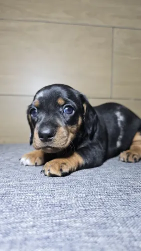 Linda filhote fêmea de Dachshund Alerquim