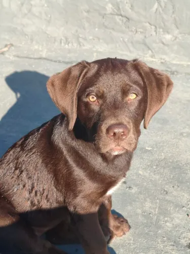 Labrador fêmea chocolate