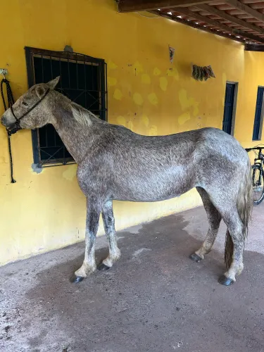 Égua mestiça