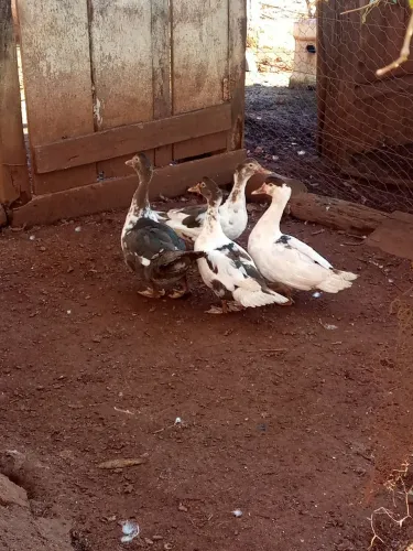 Patos chocolate
