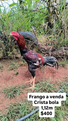 Frango índio gigante