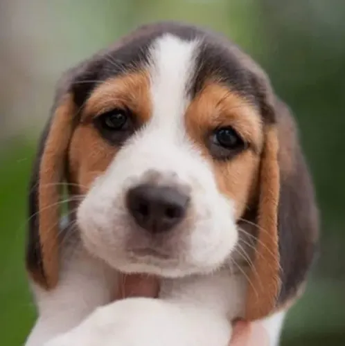 Beagle 13 Polegadas Uma presença que aprende a te amar