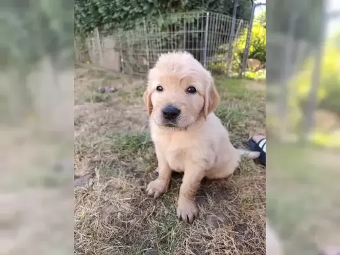 Baby Golden Retriever saudáveis e brincalhões