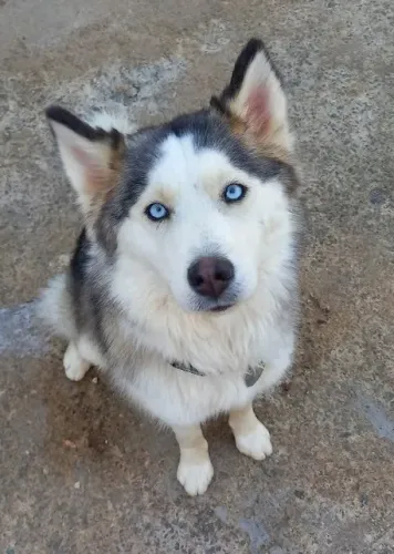 Husky Siberiano Fêmea 