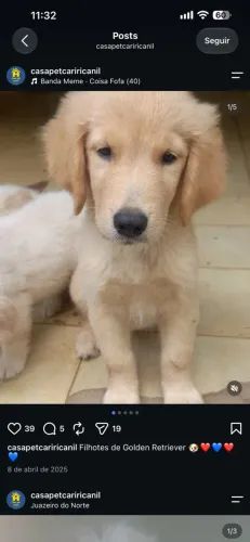 Filhotes de Golden Retriever - entrega todo ceara 