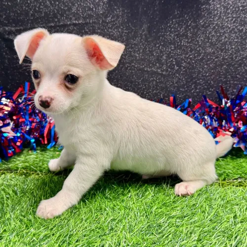 Chihuahua | Filhotes fofinhos