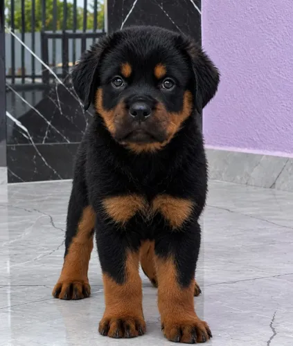 Rottweiler filhotes