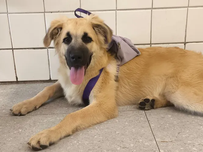 Doação de cachorro 
