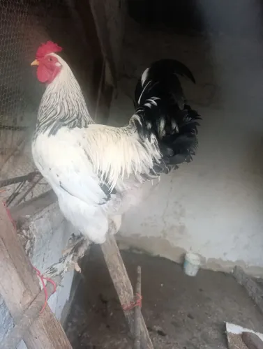 Galo
