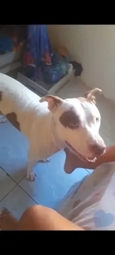 Doação de cachorro pitbul