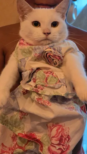 Gata Angorá a Venda!