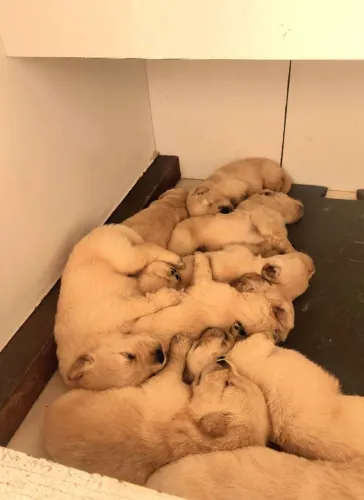 Filhotes Golden Retriever