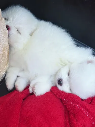 LINDO SPITZ ALEMÃO BRANQUINHO DISPONÍVEL! 