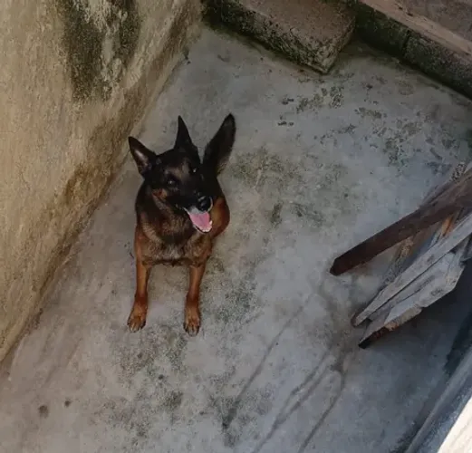 Doação responsável pastor belga malinois