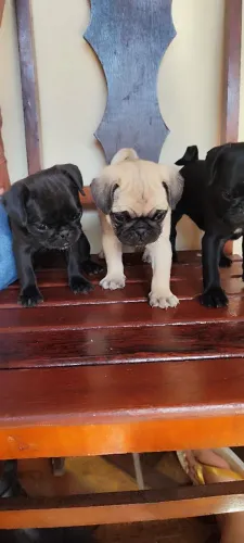 Filhotes de Pug 