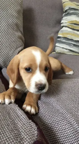 Filhotes de Beagle | Patinhas que fazem sorrir.