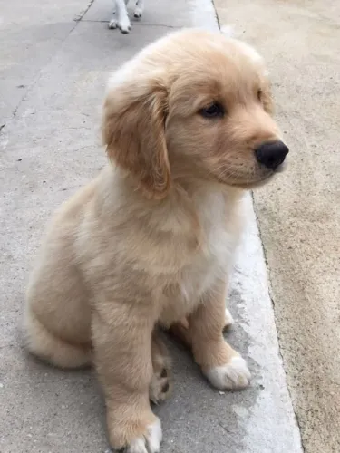 Golden retriever filhote