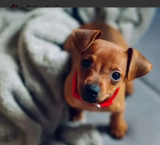 Pinscher 1 puro