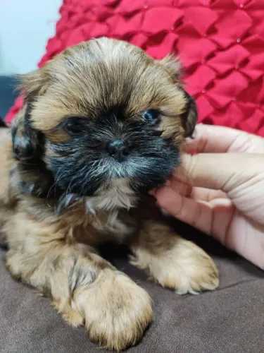 Filhote shih tzu, Os filhotes mais fofos e amorosos esperam por você!