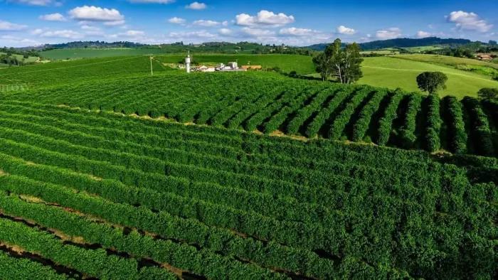 Fazenda de Café Produtiva, em Varginha/MG, com 40 alqueires, preço de Ocasião!