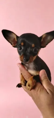 Pinscher 