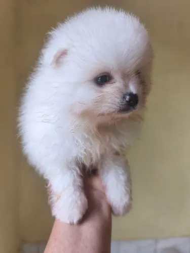 Estou vendendo Spitz alemão quem interessar entre em contato comigo está à procura de um
