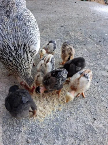Pintinhos caipira