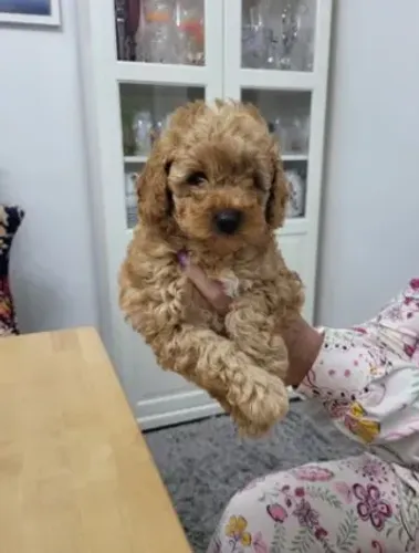 Poodle,Poodle Filhote Disponível Entrega Facilitada
