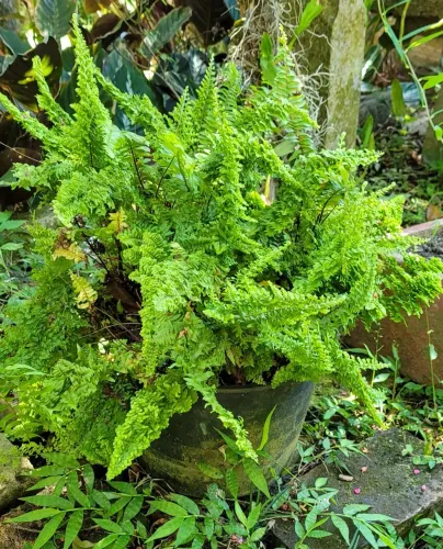 Minissamambaia (Nephrolepis exaltata)