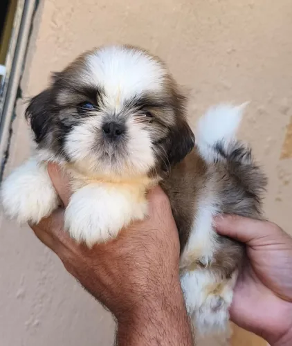 Shitzu Macho Mini PRONTA ENTREGA
