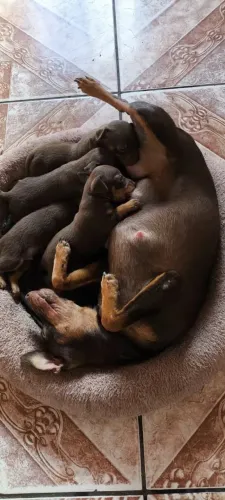 Vendo filhotes de pinscher N2