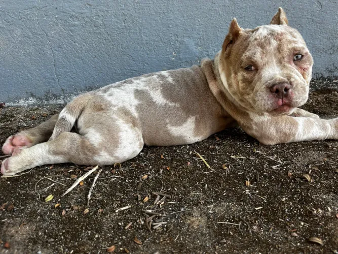 American Bully micro Lilac Merle 