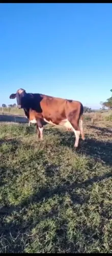 Vacas