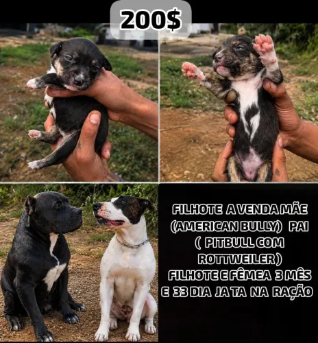 Pitbull 