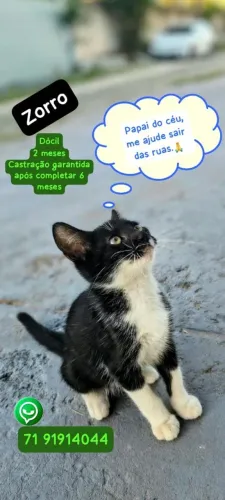Gatinho Zorro para adoção