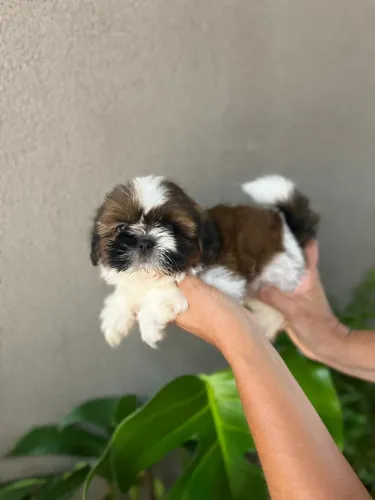Vendo filhote de Shitzu machinhos ( Raça pura)