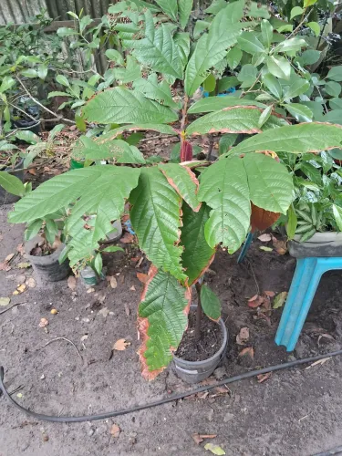 Plantas frutíferas